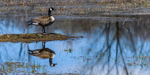 clinton goose hike canadageese wildlife bird hullettmarsh nature