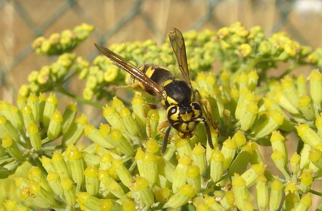 Wasp on Fennel 3