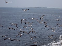 Sea birds following the boat