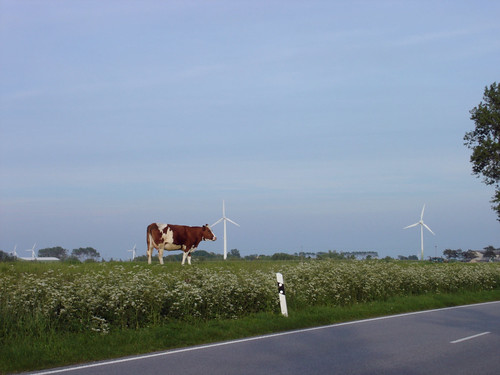 Wind Power with Cow