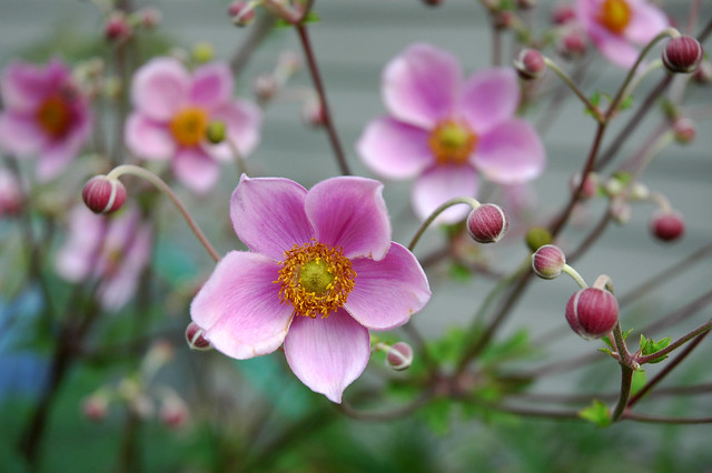 Pink Windflower (Japanese Anemone)