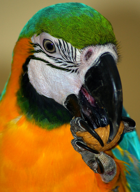 parrot, yummy