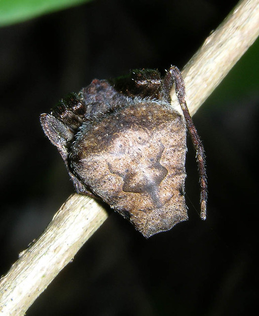 Panamanian orbeweaver with a face on the abdomen