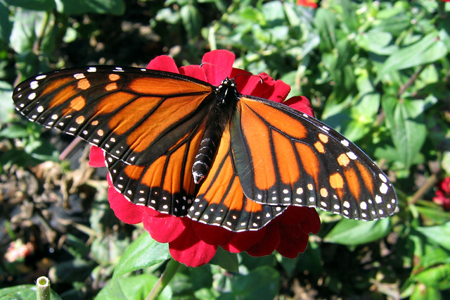 Harriet the Monarch - Full Wings