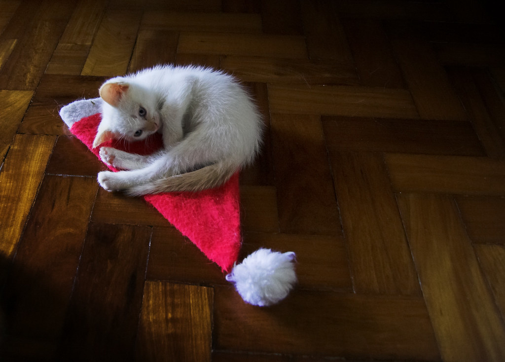 Papai Noel chegou cedo este ano [Santa Claws arrived early this year] by Jim Skea