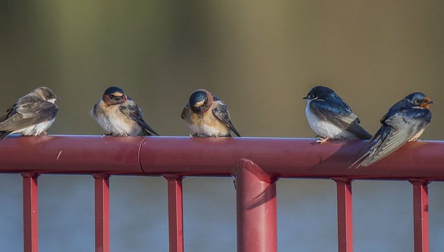 Cliff Swallows with Company