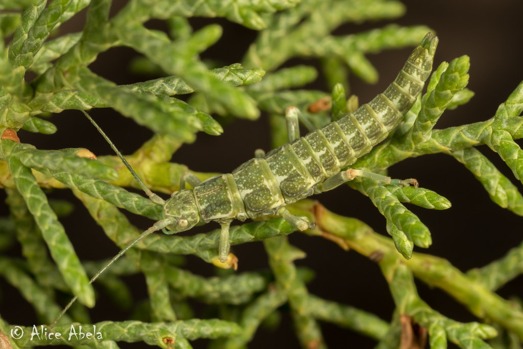 Timema Timema sp. - Female nymph on Sargent cypress (Hesperocypar… | Flickr