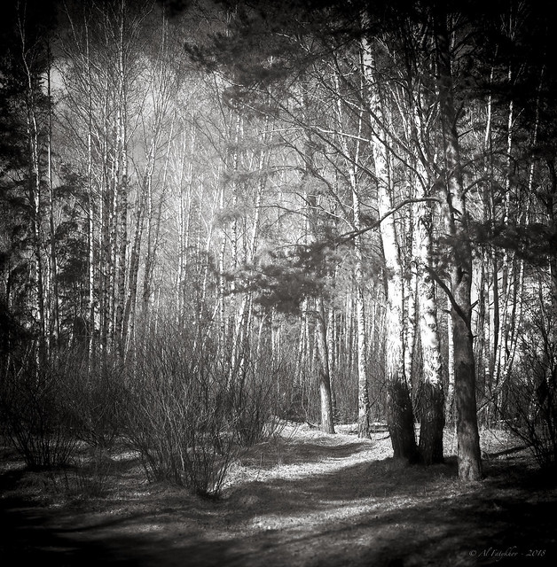 Spring Forest, 6x6 film