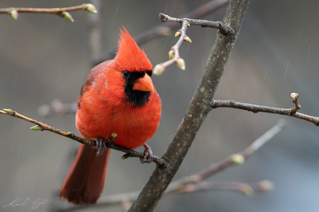 Cardinal rouge // Northern Cardinal