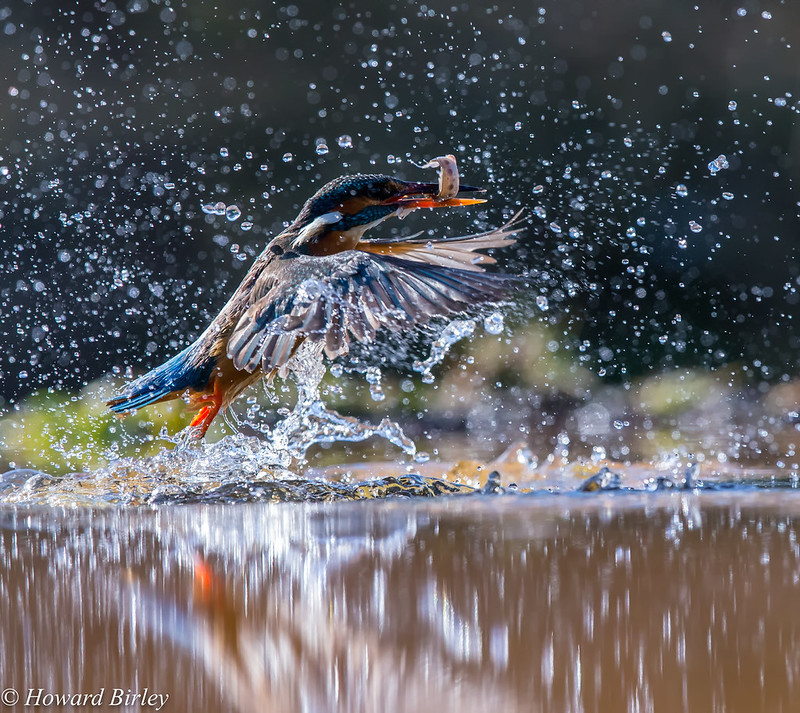 Kingfisher