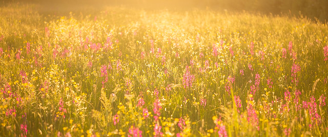 Orchid Meadow