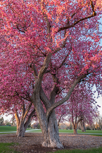 citypark denver colorado spring crabappletrees crabappletreeinspring bloom pink tree sunrise light