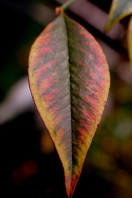 Leaf Close Up