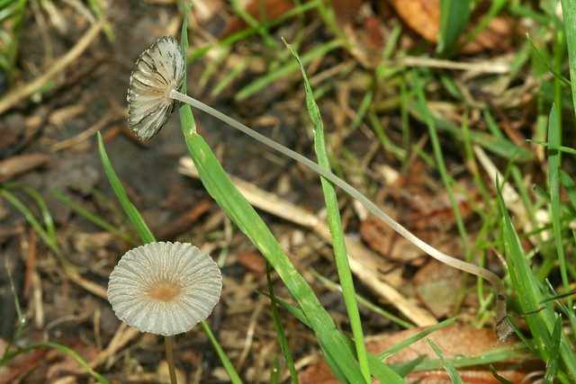 Parasola sp. (= Coprinus sp.), un coprin parasol.