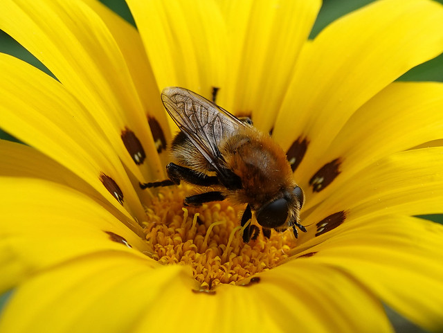 Hoverfly mimiking an honeybee on the flower