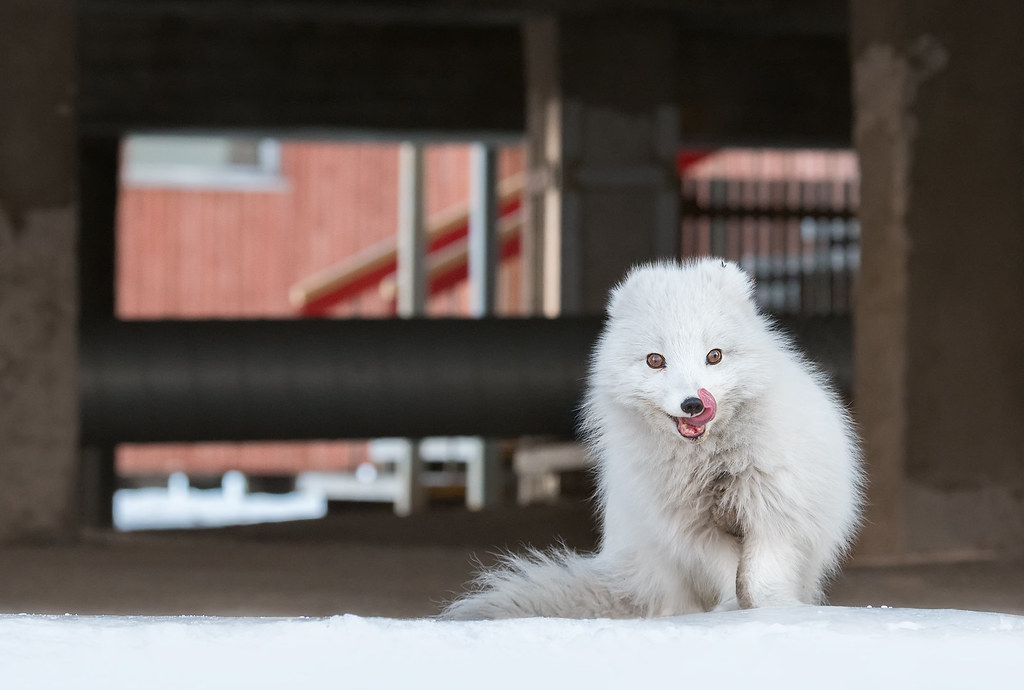 Urban-Arctic-Fox---RM1_2298
