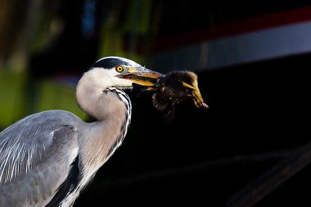 Heron with an unfortunate duckling