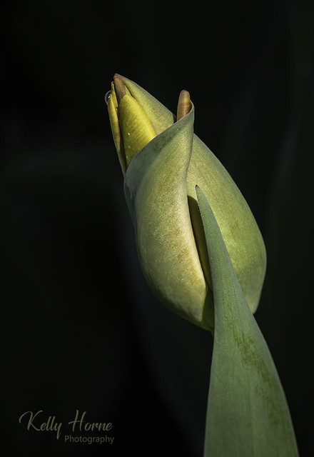 Tulip curl