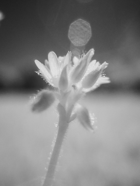 Macro with infrared filter