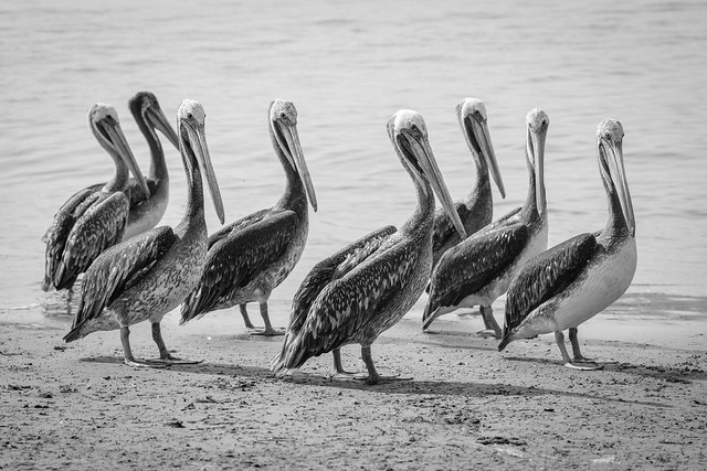 Pelicanos, Peru