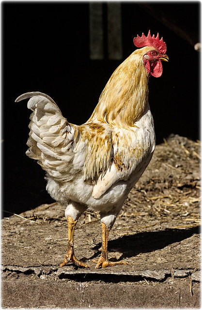 Der Haushahn // The rooster