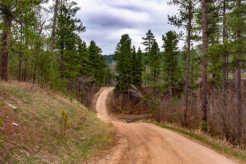 landscapes southdakota woods trees dirt road