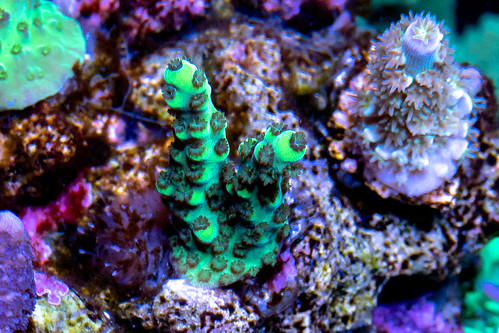 Upscales Microlados | by TeenyReef