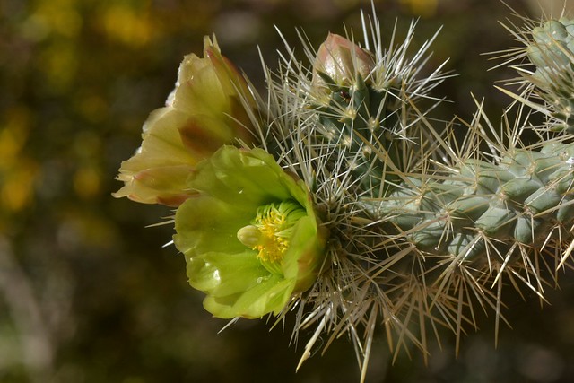 Green flowers of Silver Cholla (Opuntia echinocarpa, Cactaceae)