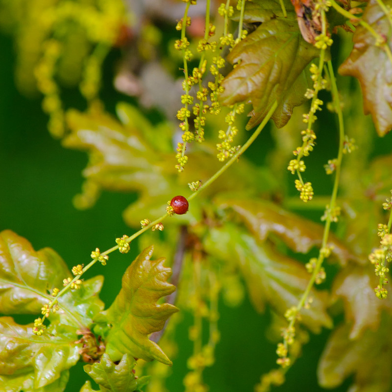 Currant gall on oak catkins