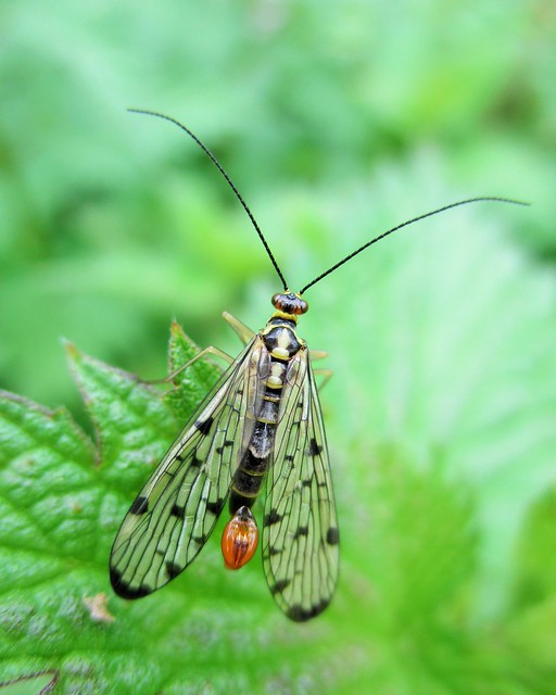 Scorpion Fly male (Panorpa communis)