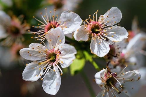 Spring Flower | by Karabelso