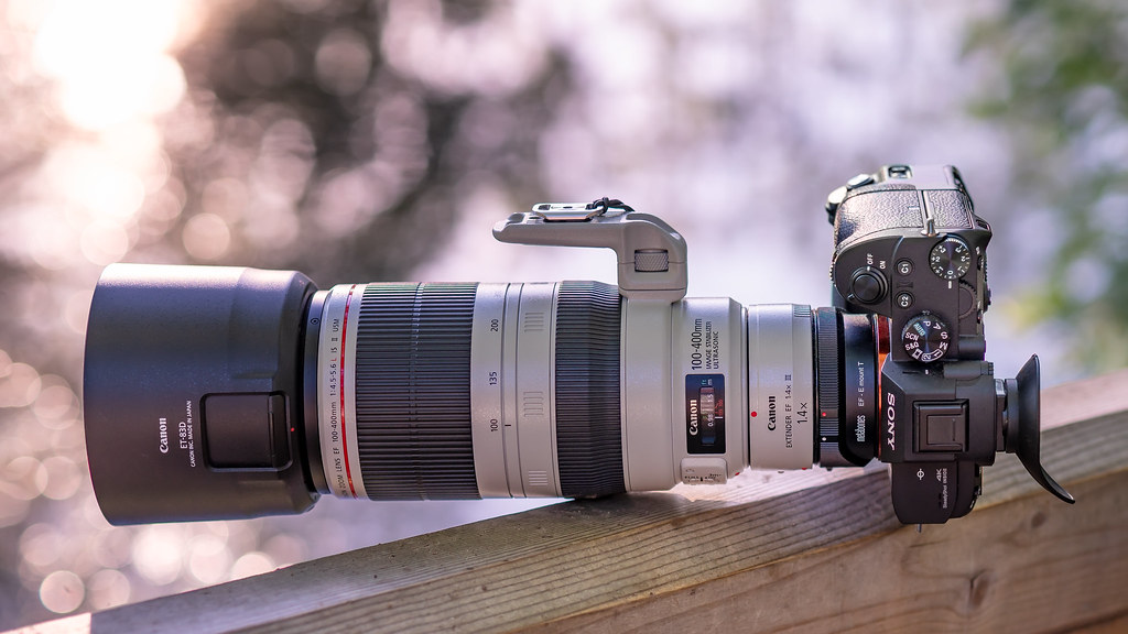SONY ⍺7III & Canon EF100~400/4.5~5.6L IS II & EF1.4x III o… | Flickr