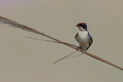 swallow wire tailed wiretailed sindh karachi pakistan