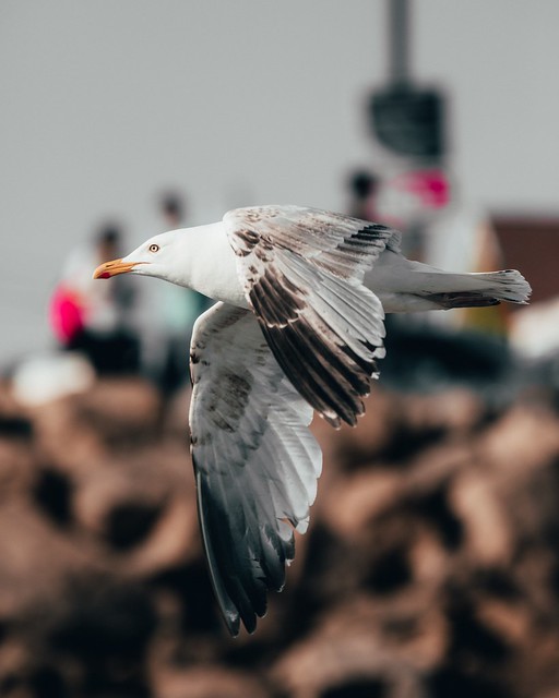 Seagull. I don’t like them but they make for good photos I suppose