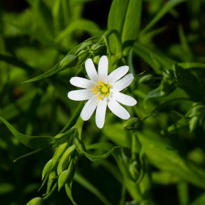Greater stitchwort by roadside, flowering