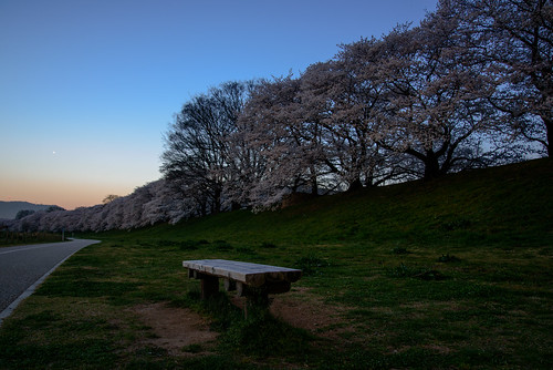 八幡市 京都府 japan kyoto 背割堤 淀川 川 river 桜 cherry 夜景 nightscape