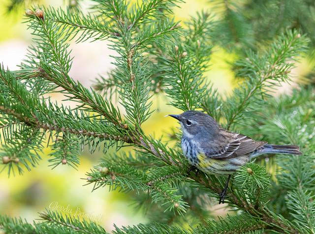 Myrtle, the Yellow Rumped Warbler