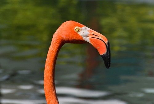 American Flamingo Close-Up.. Nikon D3100. DSC_0960 | Flickr
