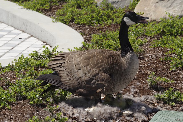 We've got four fluffy goslings at Canada Place now (and one unhatched egg)