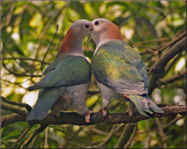 Green imperial pigeons in love