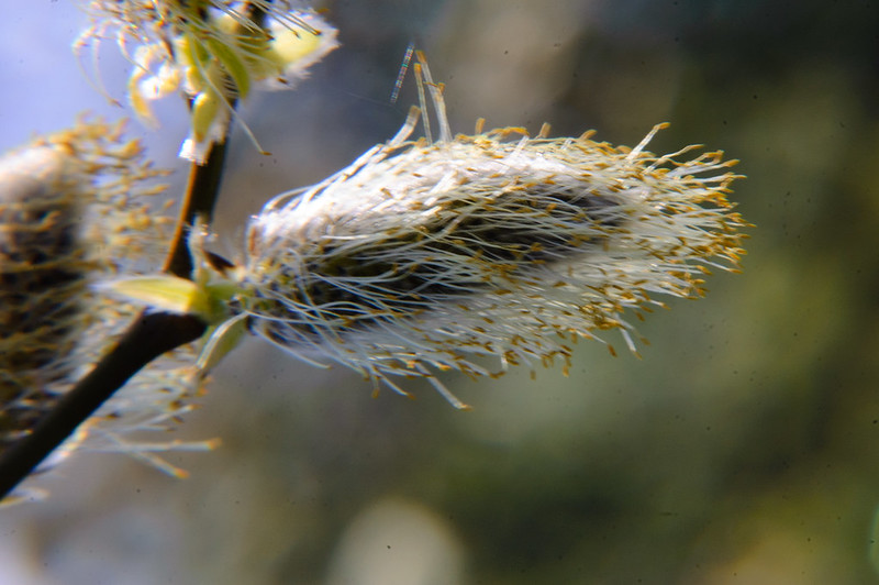 Pussy willow, male catkins, pollen almost gone