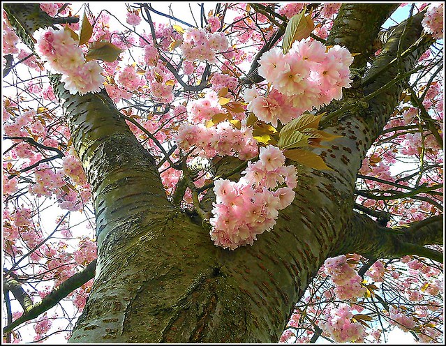 Cherry Blossom Tree ..