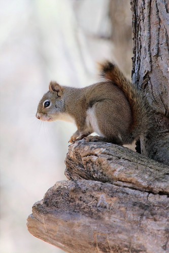 Squirrel | by lamcguire