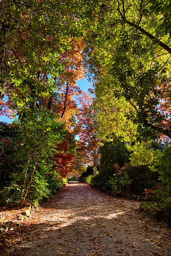 australia autumn bluemountains churchlane dennarqueestate fall green koonawarra landscape leaves mountwilson mtwilson newsouthwales nsw orange path red trees