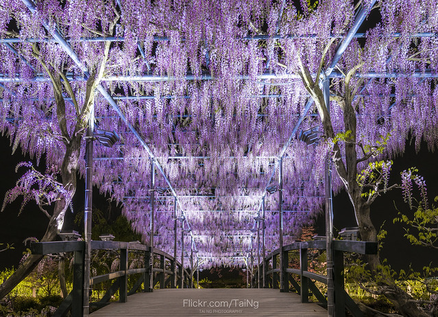 紫藤花，Wisteria sinensis，japan
