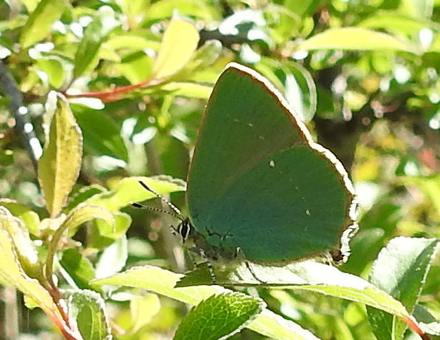 Green Hairstreak butterfly on Noar Hill, Hampshire.