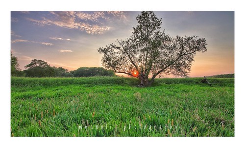 amateur photographer spring grass sunset dölkau canon hdr frühling tree sachsen natur sonnenuntergang gras