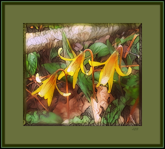 Trout Lilies in bloom