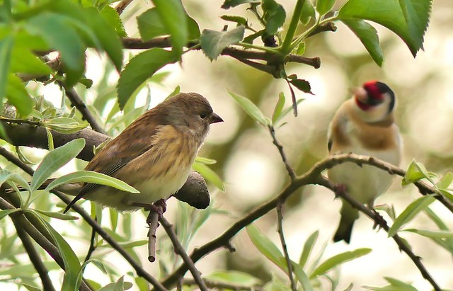 Linnet and Goldfinch