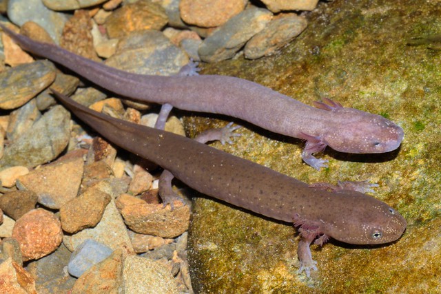 Red Salamander Larva - Pseudotriton ruber (Bottom)Spring Salamander Larva - Gyrinophilus porphyriticus (Top)